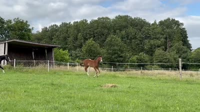 QOQUIN BALOU D'ECUME