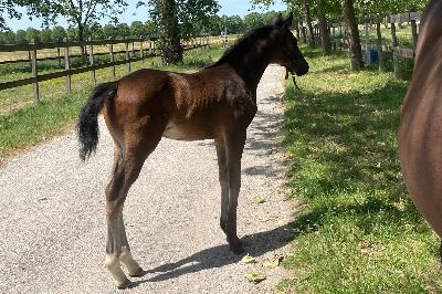 QUICKSTEP DEL