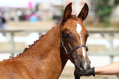 QALAMITY JANE DE TWIN