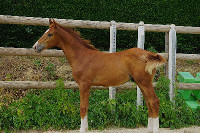 POWER DE FARJONNIERE