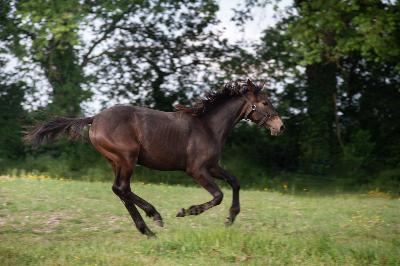 OSTRALE DU CASTILLON
