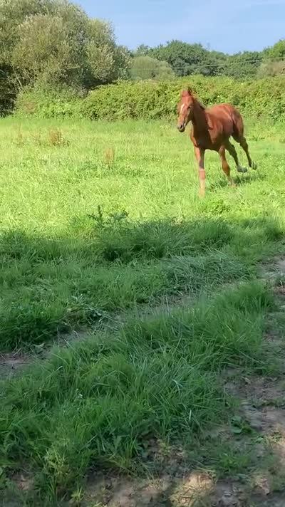 POPSTAR DES KATVENTS