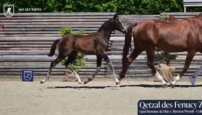 QETZAL DES FENUCY Z
