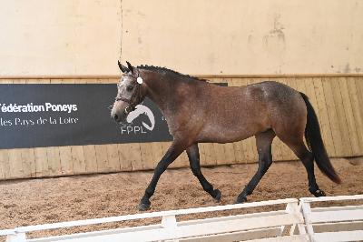 Allures concours FPPL juin 26