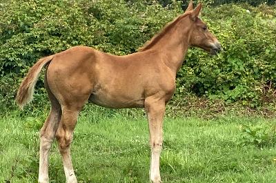 POPSTAR DES KATVENTS