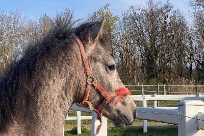 PEGASE DE BEAUVALLON