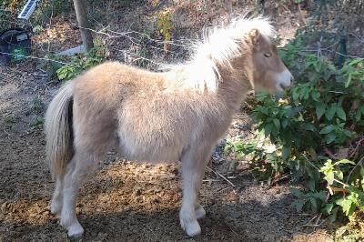 PAMPELUNE VAL D EMERAUDE