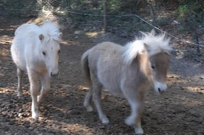 PRADA VAL  d EMERAUDE