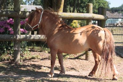 NESQUICK DU VIQUET