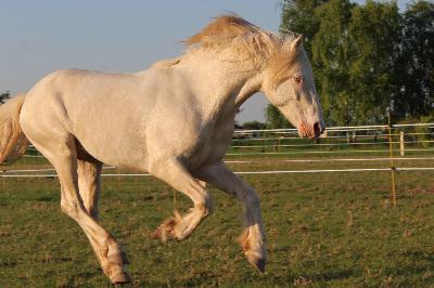 Le p&egrave;re, J'excelle d'Emia