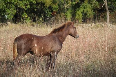 PANAME DE LA FIGUIERE