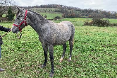 ORS-SERIE D&#039;HOPS