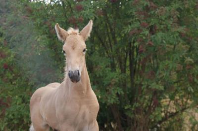 PETIT PERLIN DE LEMA