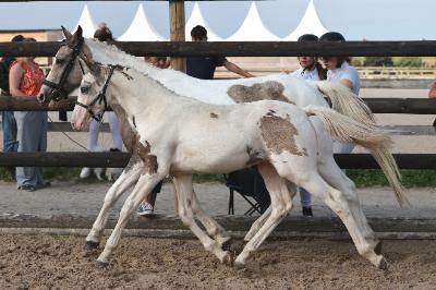 PAINT ATTACK DE REVE