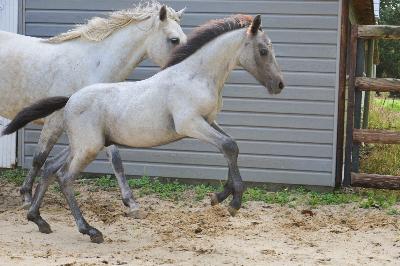 PLATINUM DE CHATELAIN
