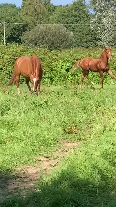 POPSTAR DES KATVENTS