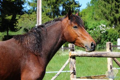 La m&egrave;re, Mona du Plec