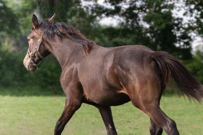 OSTRALE DU CASTILLON