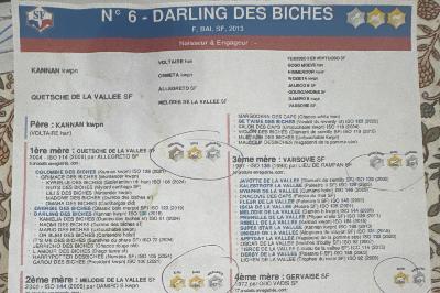 POLO II DES BICHES