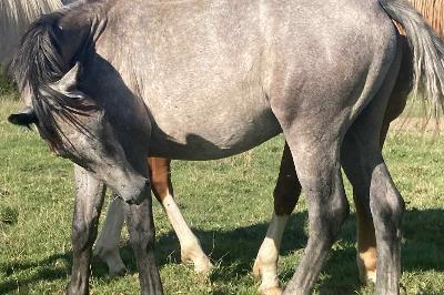 ORS-SERIE D&#039;HOPS