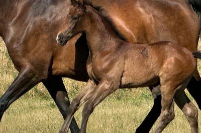 POURLAVIE D&#039;ORFEVRE