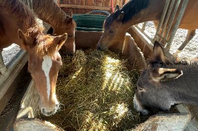 POMME D’AMOUR LANDAIS