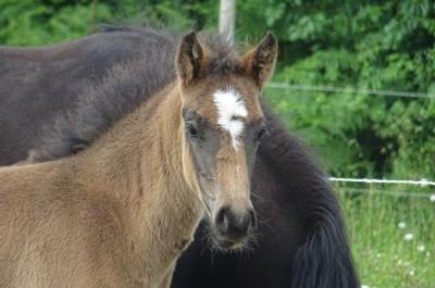 PRUDE DU TIGRE CELTE