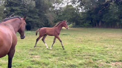 PIXAR DE FARJONNIERE