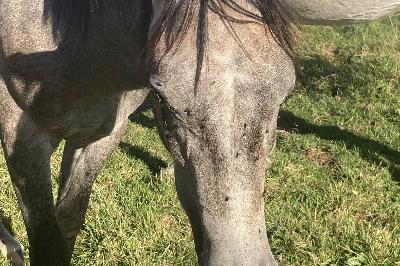 ORS-SERIE D&#039;HOPS