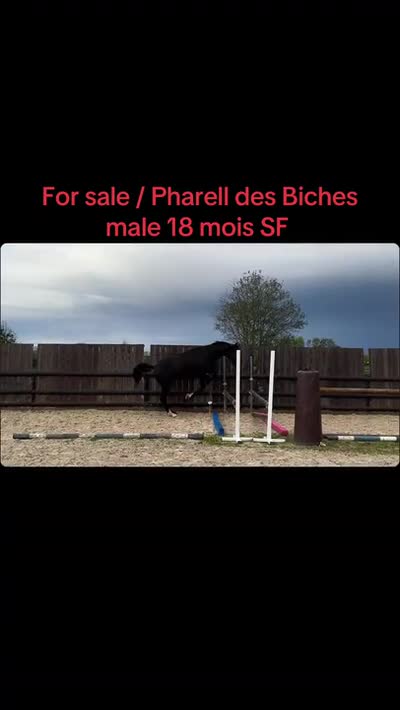 PHARELL DES BICHES
