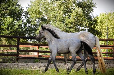 PLATINUM DE CHATELAIN