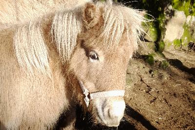 PAMPELUNE VAL D EMERAUDE