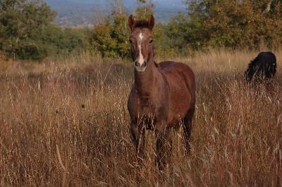 PANAME DE LA FIGUIERE