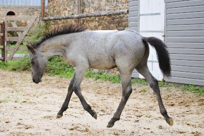 PLATINUM DE CHATELAIN