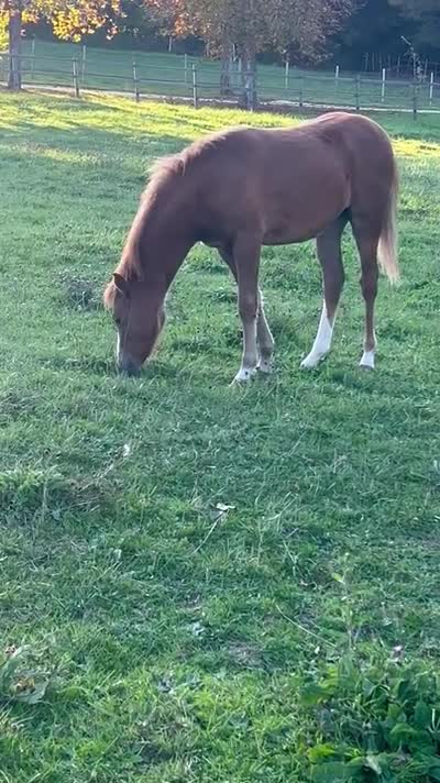 PEACENLOVE DES VIGNES