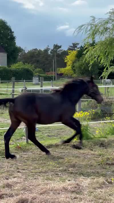 OSTRALE DU CASTILLON
