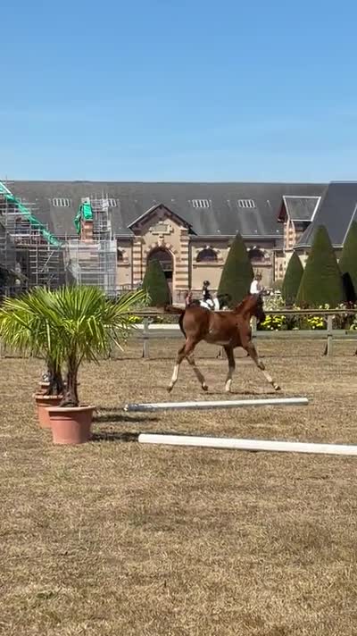 QALAMITY JANE DE TWIN