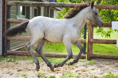 PLATINUM DE CHATELAIN