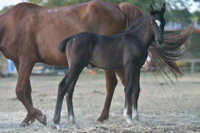 QING BOY DE BRESNEAU