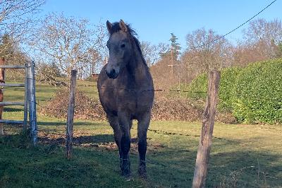 PEGASE DE BEAUVALLON