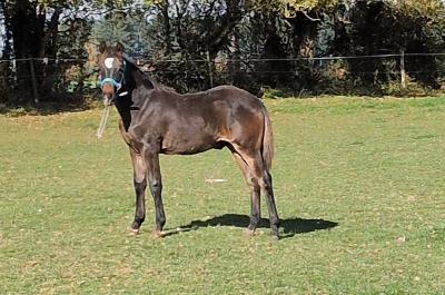 PALAM DES PRINCELETS