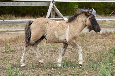 PEGASUS DU MINERET
