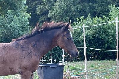 PALAM DES PRINCELETS