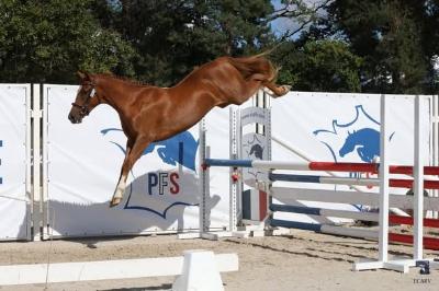 QOUIGN AMANN AR BRAY