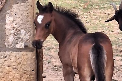 PALAM DES PRINCELETS