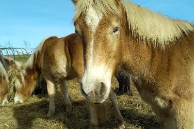 PRIMO NOUR D&#039;EVEGAIA