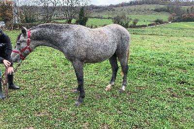 ORS-SERIE D&#039;HOPS