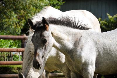 PLATINUM DE CHATELAIN