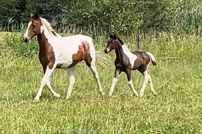 QOLORADO DU MILLE