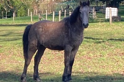 PEGASE DE BEAUVALLON